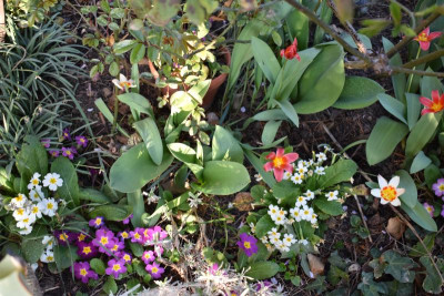 März Gartenbilder 006.JPG