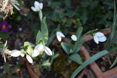 März Gartenbilder 003.JPG