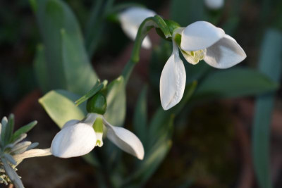 März Gartenbilder 004.JPG