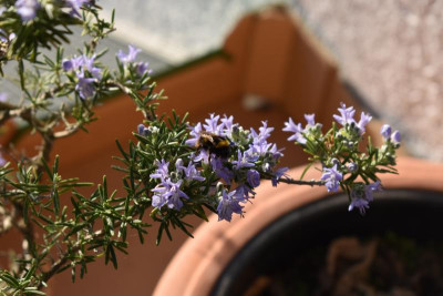 März Gartenbilder 008.JPG