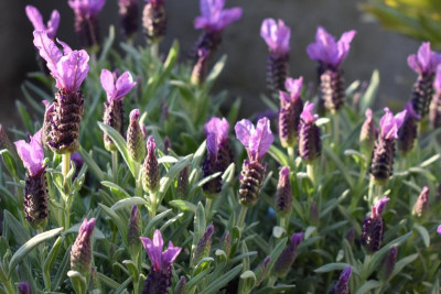 März Gartenbilder 011.JPG