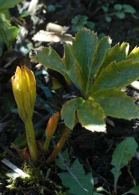 gelb0174.jpg