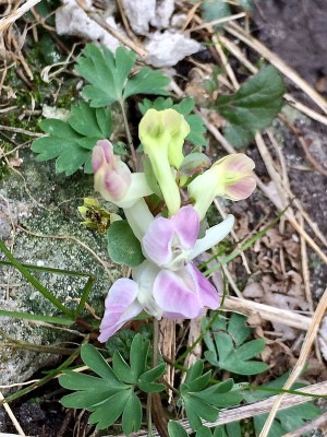 2022-03-26 Corydalis malkensis x 2 .jpg