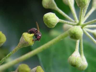 Efeu-Okt-3.jpg