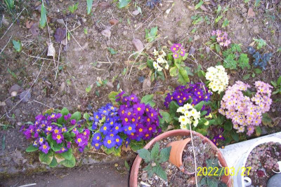 100_8784 Aussaat im Irisbeet.jpg