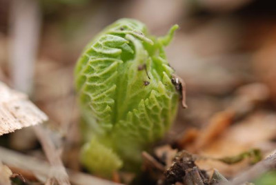 lamium_orv_03_08.JPG