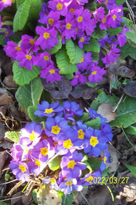 100_8789 bläulich und violett.jpg