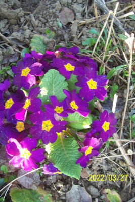 100_8790 dunkelviolett.jpg
