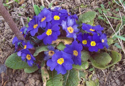 100_8792 eine dunkle fast blaue.jpg