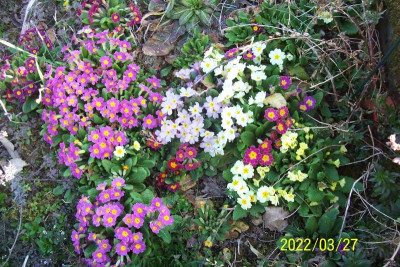 100_8794 Durcheinander im Beet.jpg