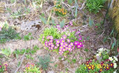 100_8795 bunte Mischung.jpg
