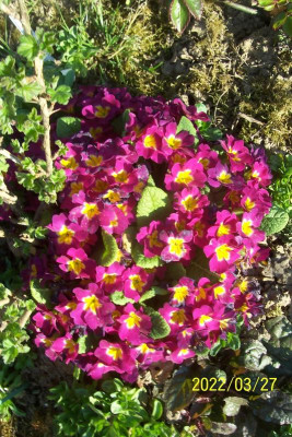 100_8797 Primel am Stachelbeere.jpg