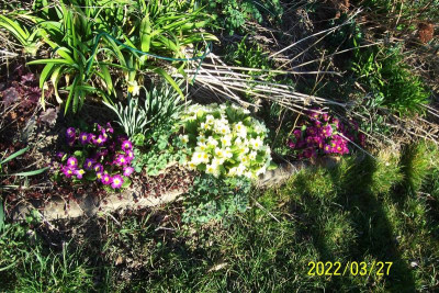 100_8798 Primel an Rabattenstein.jpg