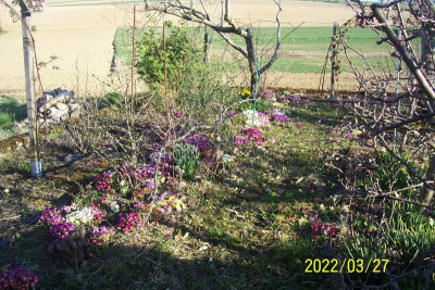 100_8803 bunte Unterpflanzung.jpg