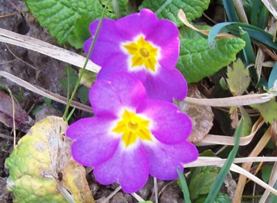 100_8805 neonviolett.jpg