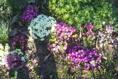 100_8806 unterm Pfirsich.jpg