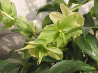 Green_Corsican_verblueht_2_.jpg