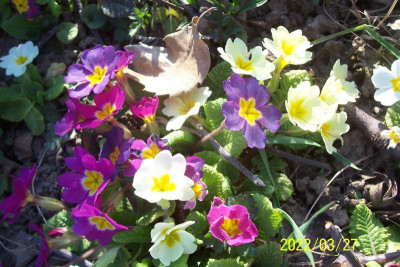 100_8811 so wild verwachsen.jpg