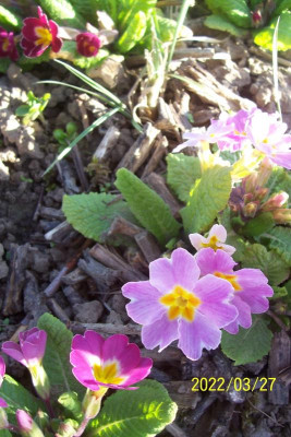 100_8812 blaßrosa.jpg