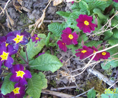100_8816 purpur und rot.jpg