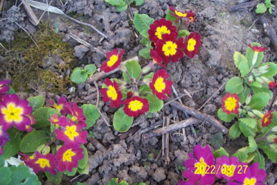 100_8817 rote Töne.jpg