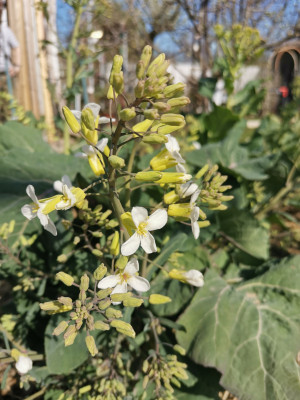 Couve galega Blüte.jpeg