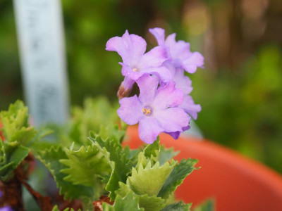 Primula marginata 'Drake's Blue' P3280266.JPG