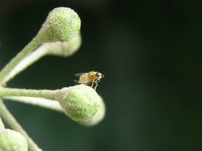 Efeu-Okt-5.jpg