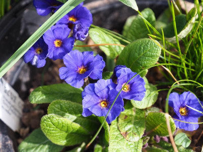 Primula Cowichan Blue Barnhaven P3280262.JPG