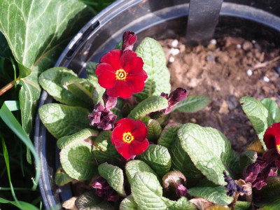 Primula Polyantha rot P3280264.JPG