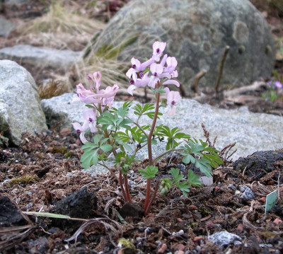 Corydalis integra 28.03.22.JPG