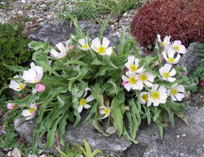 Ranunculus calandrinoides 28.03.22.JPG