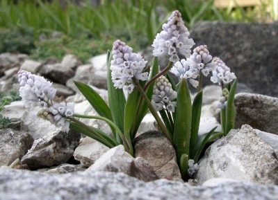 Hyacinthella siirtensis 28.03.22.JPG