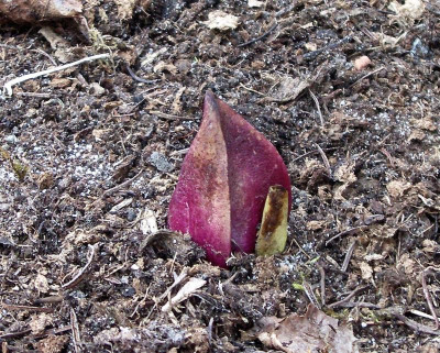 Symplocarpus foetidus 28.03.22.JPG