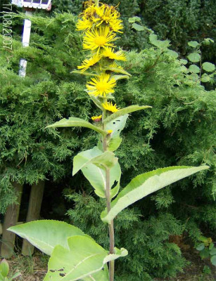 inula-helenium.jpg