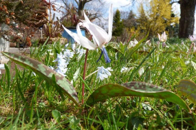 Rundis Hundszahn blaue pollen.jpg