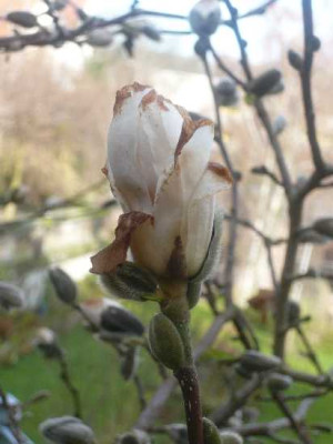 Magnolia_x_loebneri_Merill.jpg