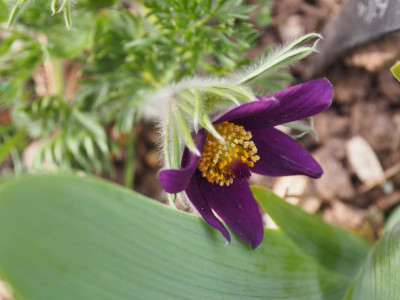 Pulsatilla vulgaris blauviolett P3280281.JPG