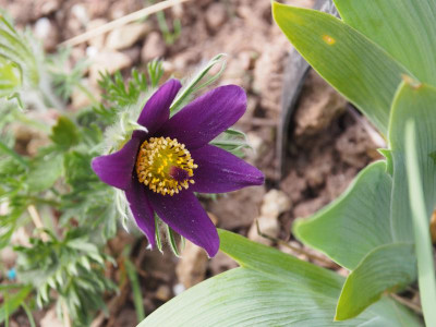 Pulsatilla vulgaris blauviolett P3280276.JPG
