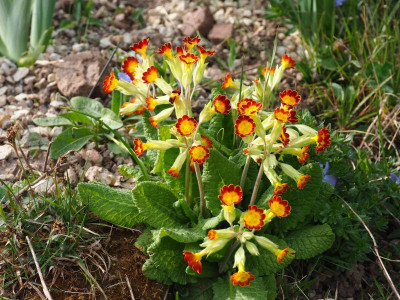 Primula veris subsp. rubra Laced P3280271.JPG