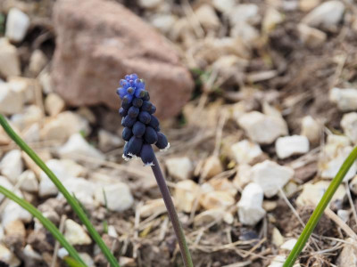 Muscari neglectum P3280280.JPG