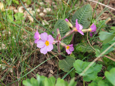 Primula Polyantha fliederfarben P3280273.JPG