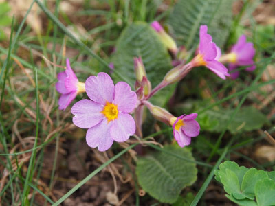 Primula Polyantha fliederfarben P3280275.JPG