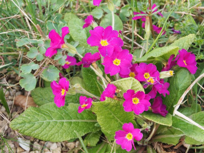 Primula vulgaris subsp. sibthorpii P3280282.JPG