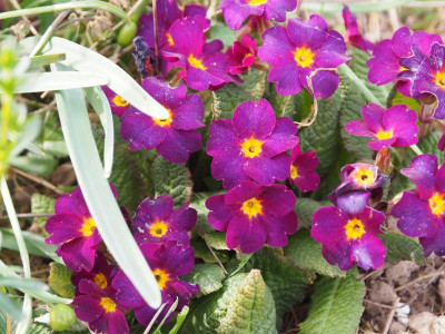 Primula vulgaris subsp. sibthorpii P3280283.JPG