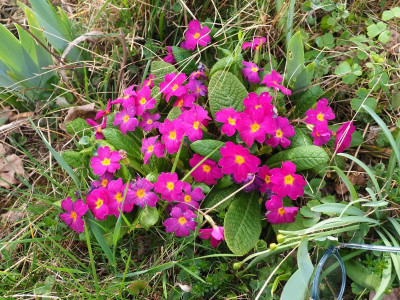 Primula vulgaris subsp. sibthorpii P3280286.JPG