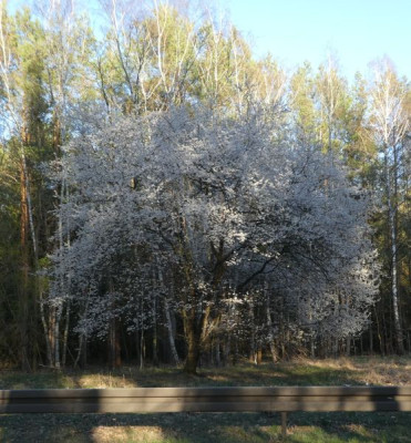 Der Baum 1.jpg