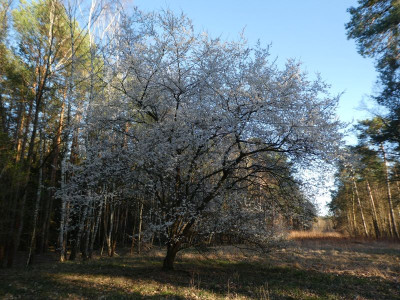 Der Baum 2.jpg