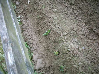 Kartoffeln2.JPG