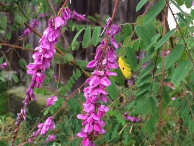 2021-08-29 Indigofera.JPG